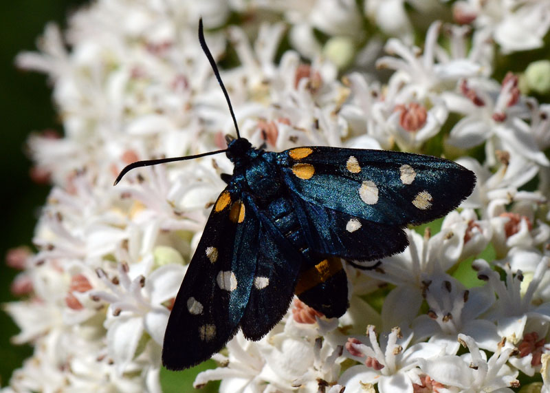 Zygaena ephialtes forma coronillae